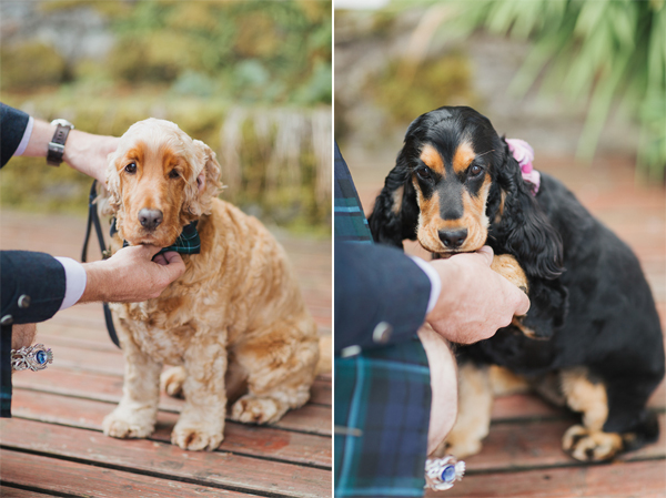 dogs at wedding ceremony
