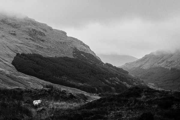 valey near loch goil and sheep